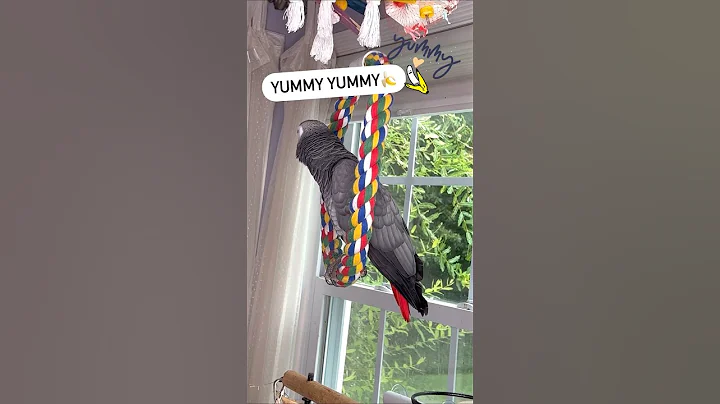 Symon says: Banana🍌yummy yummy🦜🍏#symontheafricangreyparrot #talkingparrot #babyparrot #birds #cag