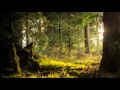 Sons da Natureza - Manhã na floresta (1 hora)