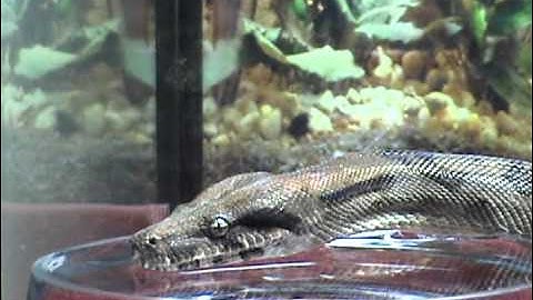 My Beautiful Snake Drinking Water HD