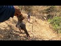 YA TENEMOS LAS PRIMERAS AVES PARA EL ALMUERZO! MIRA LO QUE ENCONTRAMOS