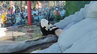 БулТыХаемсЯ с маМусЕй в НаШем БасИке МоскОвский зооПарк🐼🤣👀😍🔥👍DinDin anD baBy MOScow zoo🐼🤣👀😍🔥👍