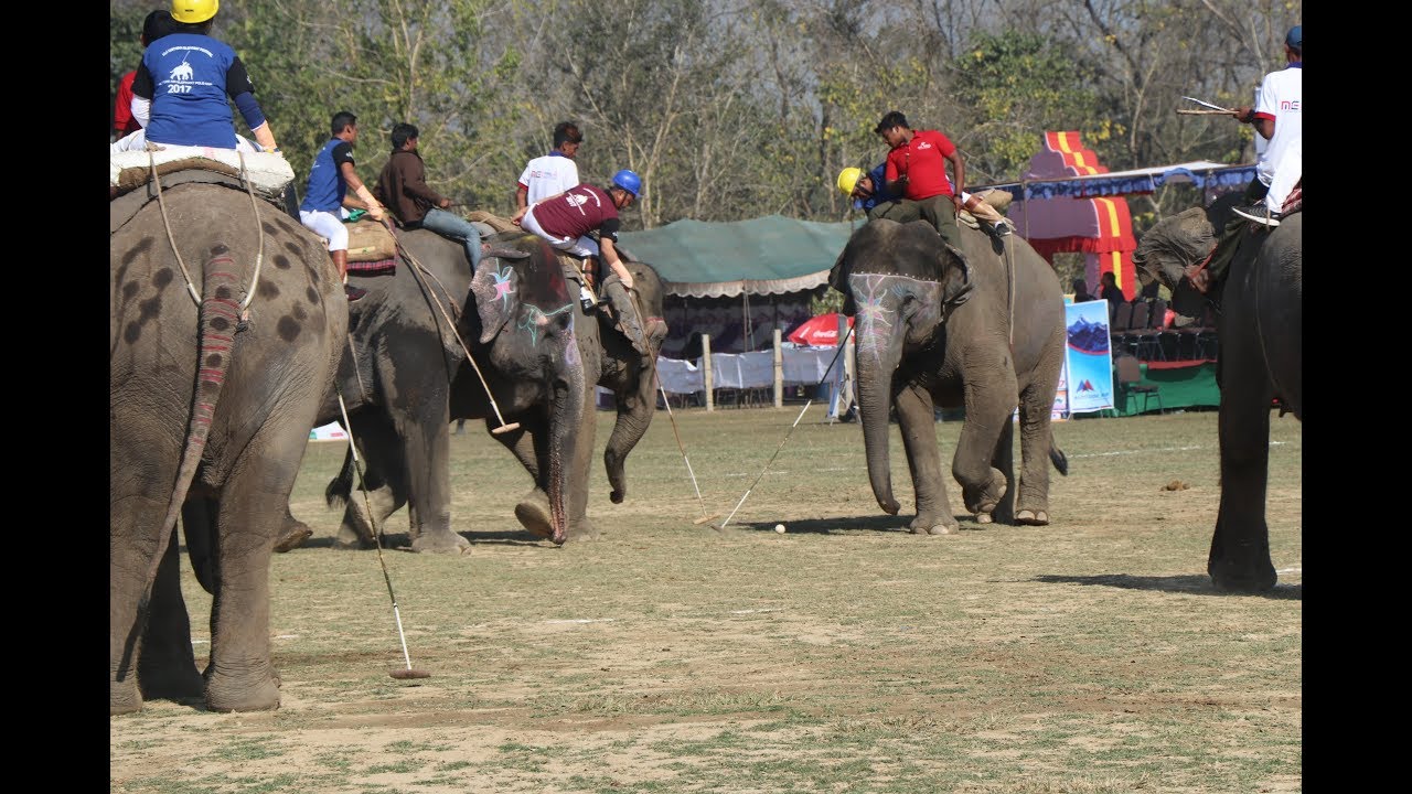 Elephant Polo (हात्ती पोलो ) 2017 /2018 Tournament  in sauraha ,nepal