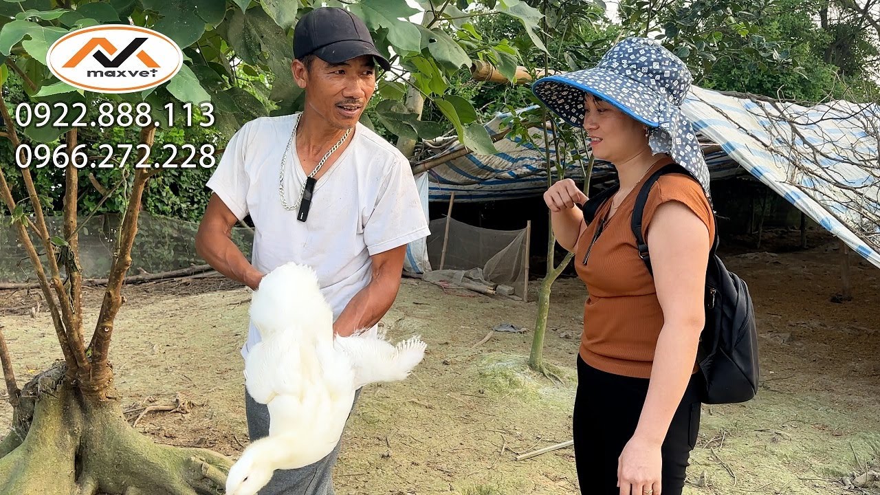 Những kinh nghiệm nuôi vịt mau lớn đạt cân | vịt bung lông sớm | Liễu Thú Y