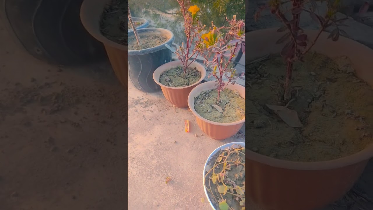 different plant ||Home Gardening | 