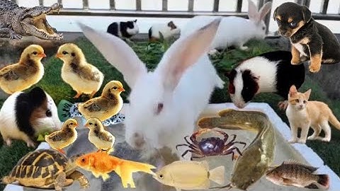 Vịt Con Cá Cảnh, Bắt Các Con Vật Dễ Thương, Mèo Dễ Thương, Rùa, Cá Vàng Bơi, Betta, Koi, Cá Trê, Thỏ