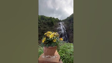 تلاوة هادئة - وديع اليمني