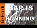 Sap Is Running, Lets Tap The Sugar Maples - GardenFork