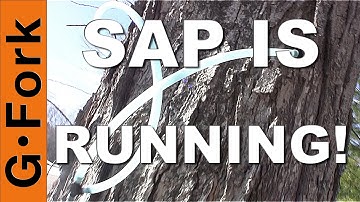 Sap Is Running, Lets Tap The Sugar Maples - GardenFork