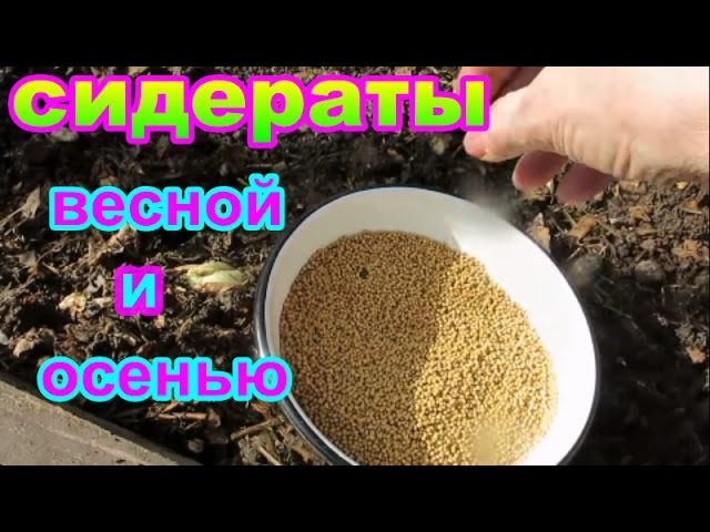 СИДЕРАТЫ ...СЕЕМ ОСЕНЬЮ и ранней ВЕСНОЙ сидераты-горчицу. Для плодородия земли.SEDERATES ..