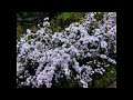 【弾き語り】メルト / ryo (supercell) (cover)