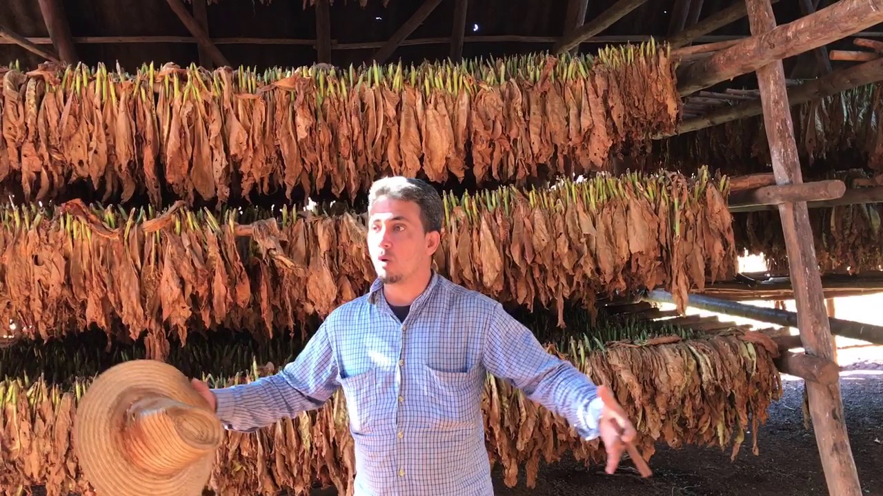 Cuban Tobacco Farmer