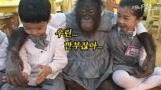 유치원에 완벽 적응한 인싸 오랑우탄 오랑이 ㅋㅋㅋ｜KBS 주주클럽 080420 방송