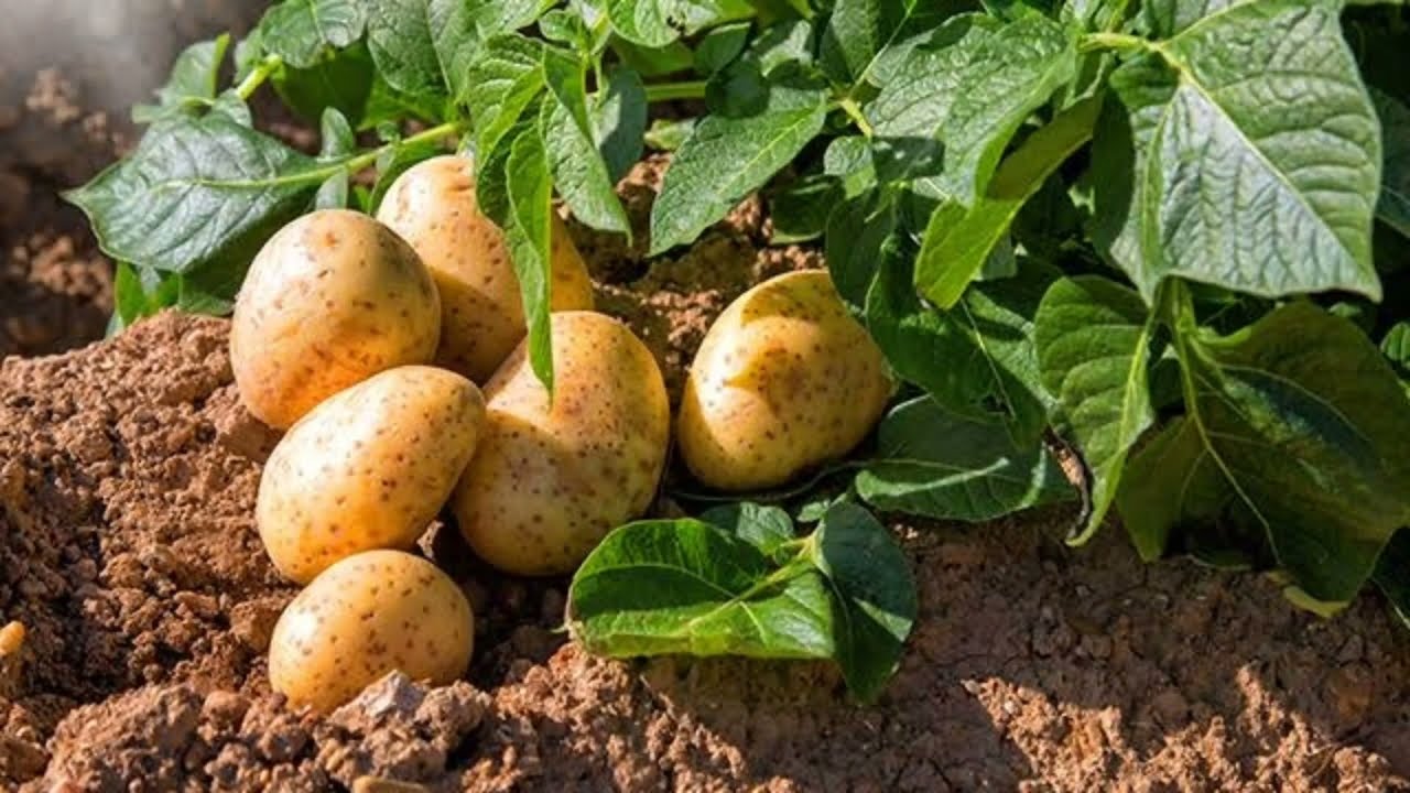 البورن والمولبيدينوم لزيادة التحجيم في البطاطس والمحاصيل الخضريه والدرنيه