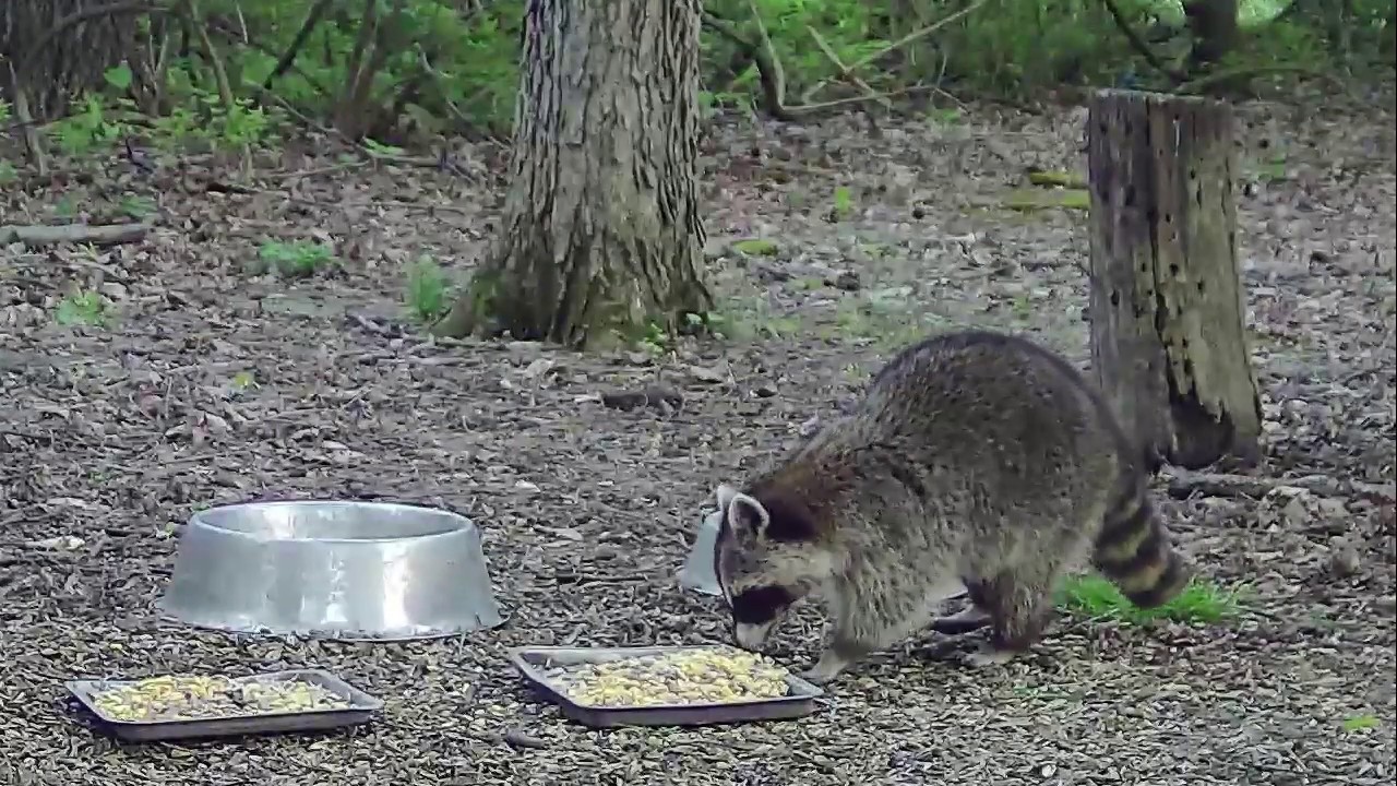 202016 Early friendly raccoon - YouTube