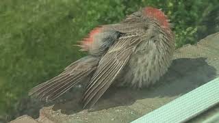 Little bird sunbathing on the edge of my bedroom window.