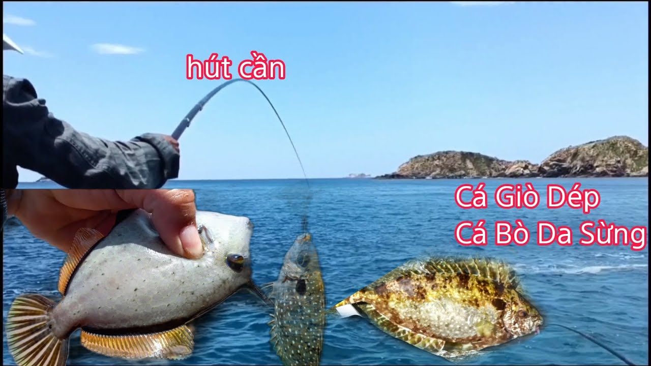 Cuộc Trải Nghiệm Không Thể Tin Được, Câu Cá, Câu Ghềnh, Câu Cá Biển ...