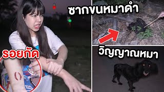 วิญญาณหมาดำ กับ แผล ที่ถูกกัด!! ตามล่า คนกินหมา Ep.8