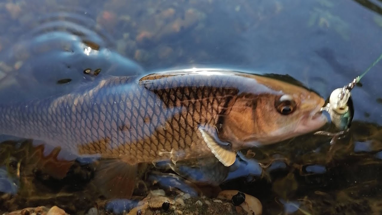 Ljetni ribolov klena na vobler Summer Chub Fishing on Lures YouTube