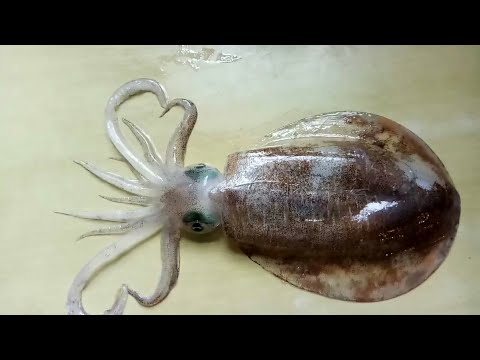 ვიდეო: როგორ საზ კორეული Cuttlefish