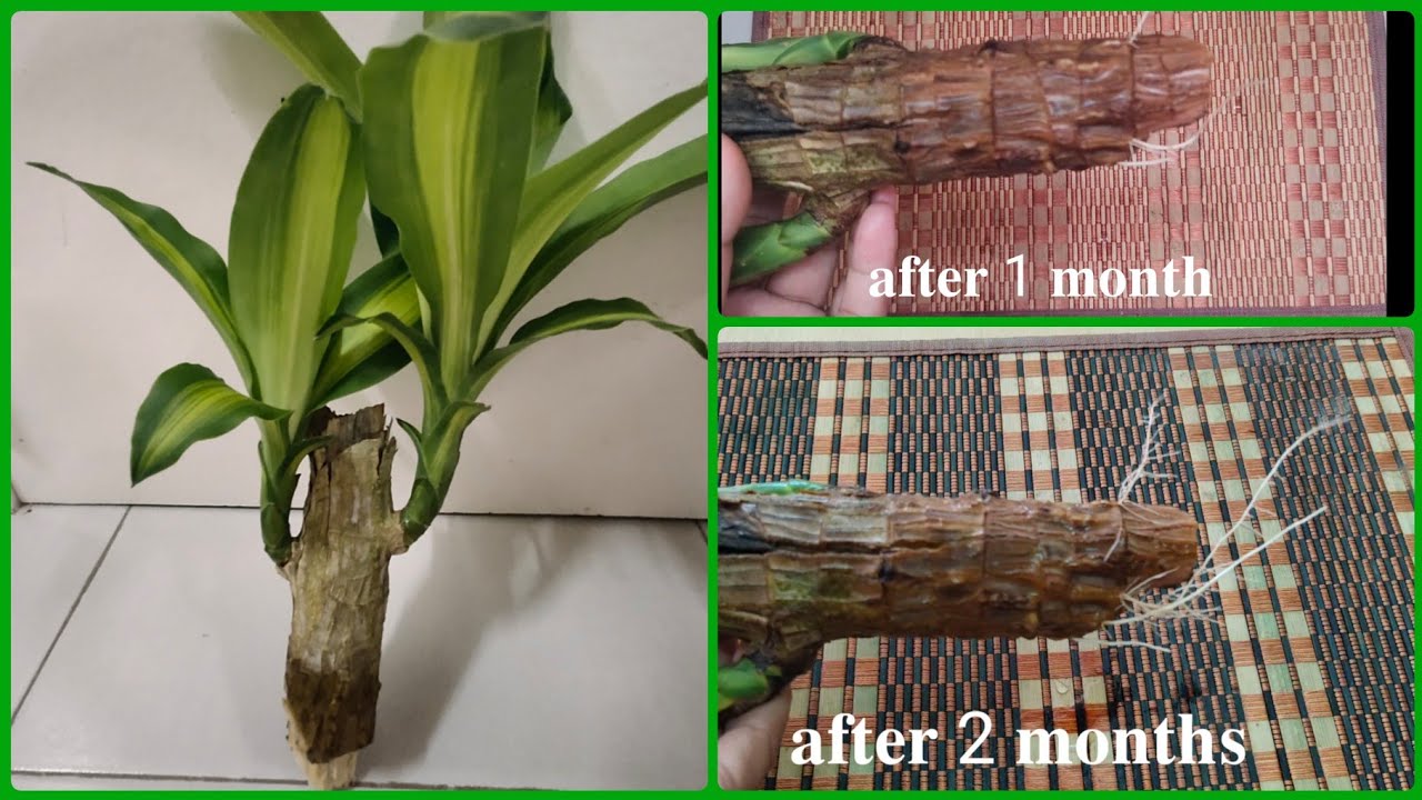 How To Grow Fortune Plant In Water Very Easy Way YouTube how-to-grow-fortune-plant-in-water-very-easy-way-youtube
