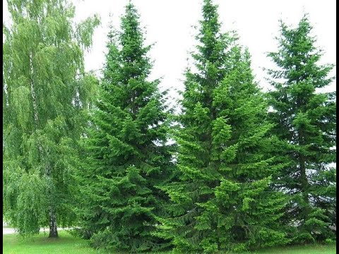 Пихта Сибирская из семян. Часть 5я, перед зимой.