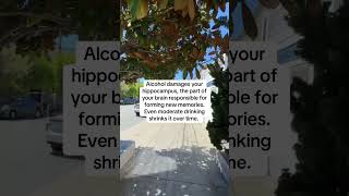 sobo is here when you're ready (link in bio) #sobriety #alcoholfree #recovery #sobertok #sober