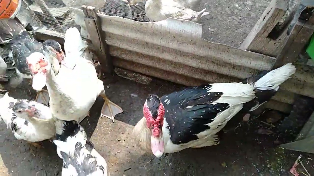 ENTOK DAN BEBEK SARAPAN PAGI