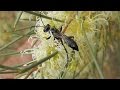 Mapping Wasps and Their Plant Hosts in Australia