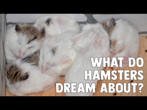 Video: Why Is The Hamster Dreaming