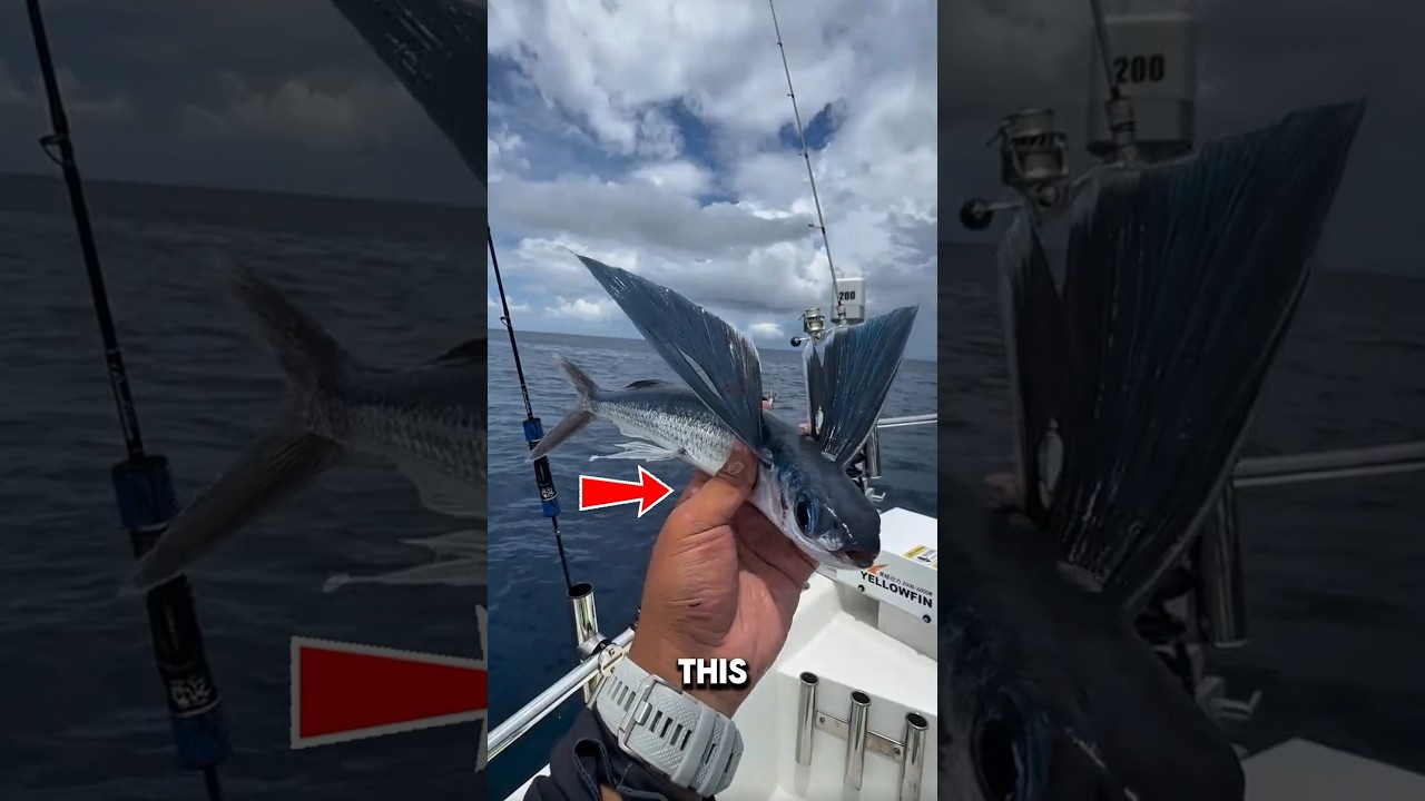 A Fish With Wings Caught at Sea 😮 