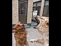 try not to cry