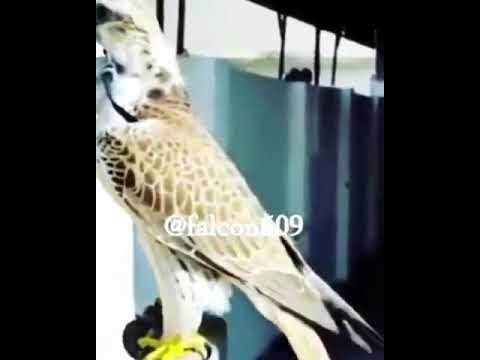 قرناس ماطببوها السوق