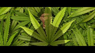 How to build a drug empire (Walter White style)