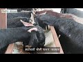 Got Farm40 काढेवाडी बकऱ्या देतात वर्षाला 7 लाखाचे उत्पन्न मो:9370351214