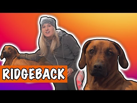 Video: Rhodesian Ridgeback Hondenras Hypoallergeen, Gezondheid En Levensduur