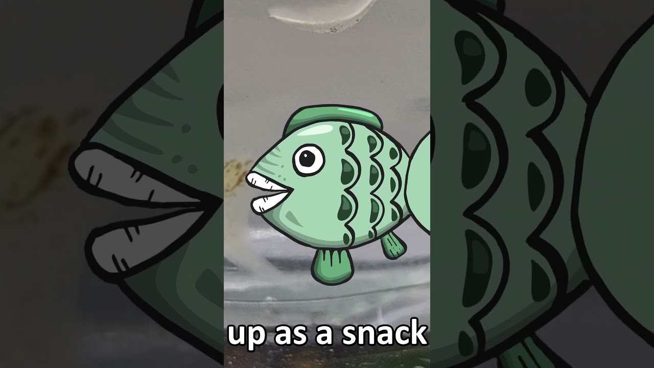 What Are Snail Leeches? ID, Impact, & Control