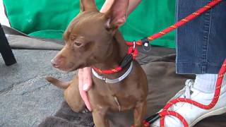 A4839345 Benny | Dachshund Miniature Pinscher Mix