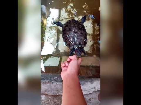 Que hacer si una tortuga te muerde y no te suelta hqdefault
