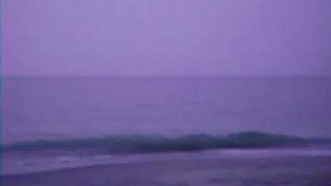 Dolphins