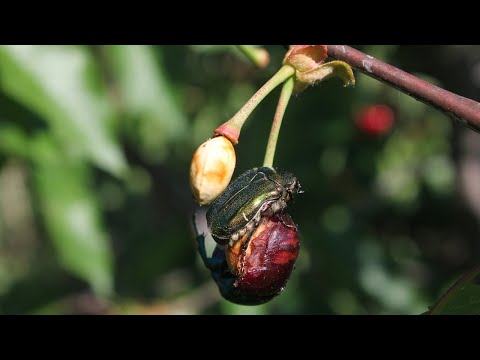 Video: Vrste Breza (56 Fotografija): Sorte I Ukrasne Sorte U Rusiji, Crvenolisne I Trešnje, Kovrčave I Ljubičaste, Plosnate I Druge Vrste