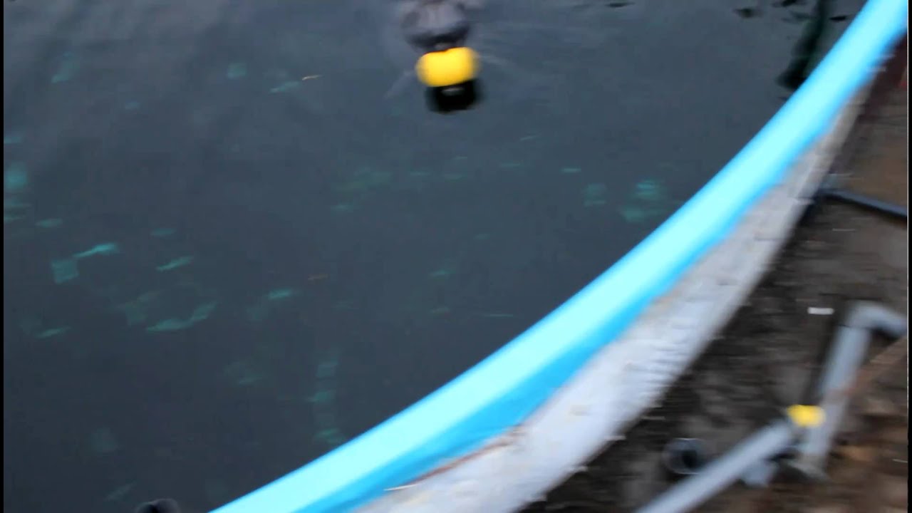 Dolphin left to die in Dolphin Base Resort pool in Taiji ! ?
