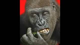 Main Theme Speed Up (x5) - Flying Gorilla Music