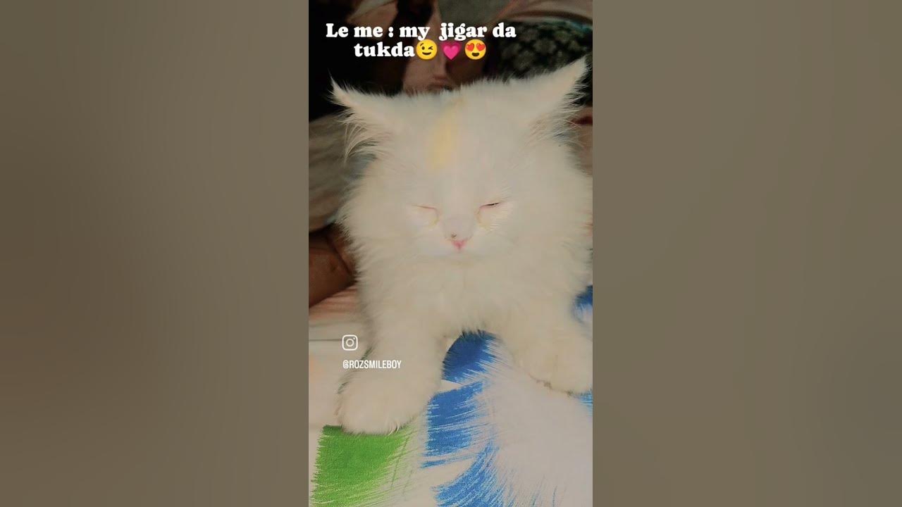 my-jigar-da-tukda-bollywood-catlover-cutecatshorts-trendingshorts