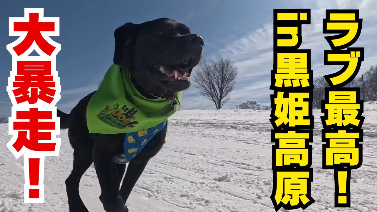 ラブ最高！黒姫高原スノーパークで雪まみれ大暴走❄️🐶
