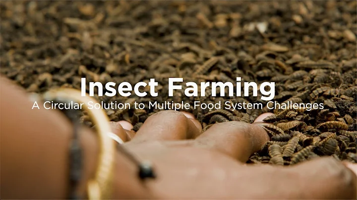 The role of insects in a circular economy for food  | Circular food systems in East Africa 2/5