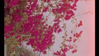 Miniatura del video "Loving - Sweet Fruit (live)"