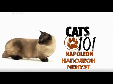 Video: Napoleon (minuet): Obsah