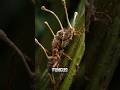 The Fungus That Turns Ants Into Zombies 😱 #cordyceps #sciencefacts #shorts