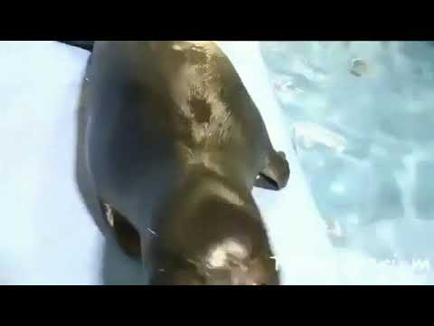 bouncy seal neck meme original
