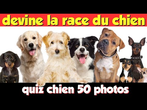 Vidéo: Quiz pour tester votre connaissance de race de petit chien